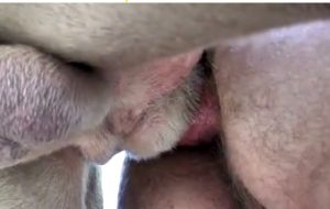 Close-up gay bestiality anal fucking