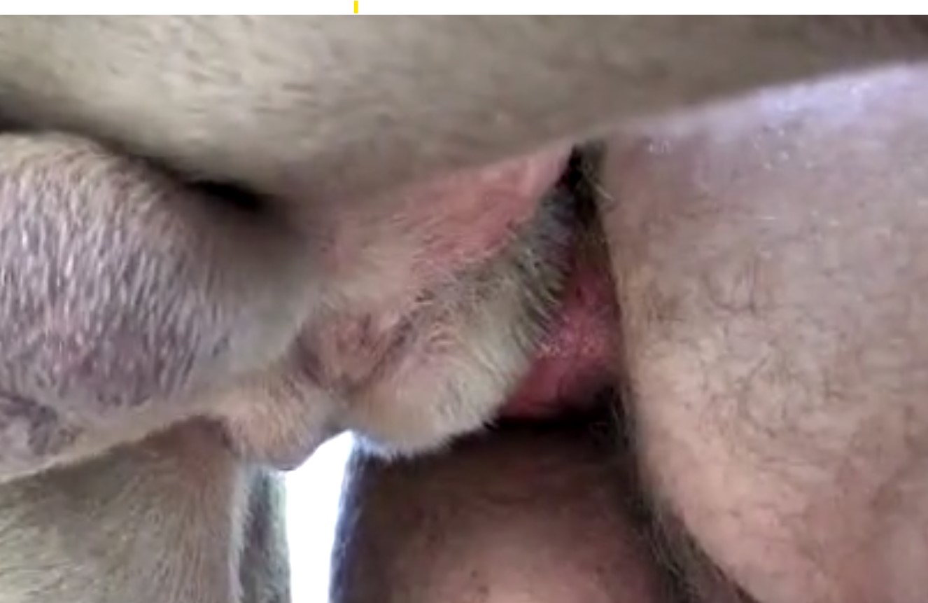 Close-up gay bestiality anal fucking photo